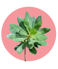 گیاه قرجلگ در طبیعت ایلام